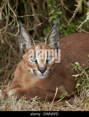 (Caracal Caracal caracal), Addo Elephant National Park, Sud Africa e Africa Foto Stock