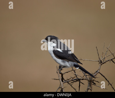 Shrike fiscale (politica fiscale) (Lanius collaris), Addo Elephant National Park, Sud Africa Africa Africa Foto Stock