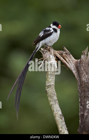 Perno maschio-tailed Vedova orientale del (Vidua macroura), Addo Elephant National Park, Sud Africa e Africa Foto Stock