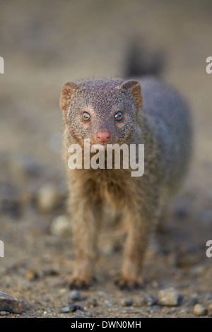 La mangusta snella (Galerella sanguinea), Imfolozi Game Reserve, Sud Africa e Africa Foto Stock