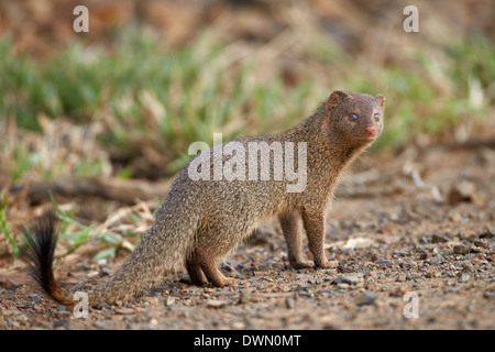 La mangusta snella (Galerella sanguinea), Imfolozi Game Reserve, Sud Africa e Africa Foto Stock