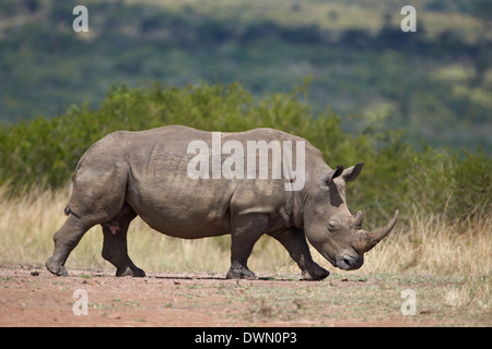 Rinoceronte bianco (Ceratotherium simum), la Hluhluwe Game Reserve, Sud Africa e Africa Foto Stock