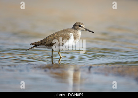 Sandpiper comune (Actitis hypoleucos), Kruger National Park, Sud Africa e Africa Foto Stock