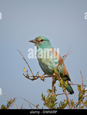 Rullo europea (Coracias garrulus), Kruger National Park, Sud Africa e Africa Foto Stock