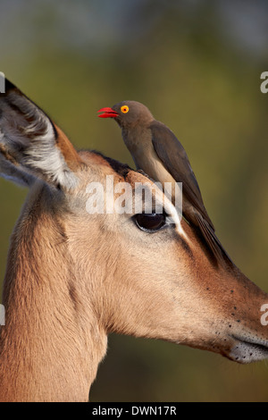 Red-Billed Oxpecker (Buphagus erythrorhynchus) su un Impala, Kruger National Park, Sud Africa Foto Stock