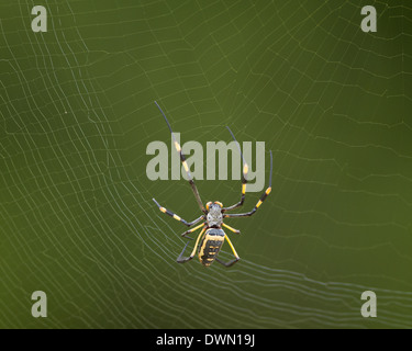 Banded-Legged femmina Golden Orb Spider (Nephila senegalensis), Kruger National Park, Sud Africa e Africa Foto Stock