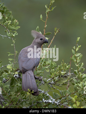 Grigio Lourie (Go-Away uccello) (Corythaixoides concolor), Kruger National Park, Sud Africa e Africa Foto Stock