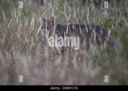 African gatto selvatico (Felis silvestris lybica), Kruger National Park, Sud Africa e Africa Foto Stock