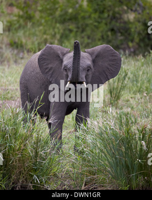 I giovani dell' elefante africano (Loxodonta africana), Kruger National Park, Sud Africa e Africa Foto Stock