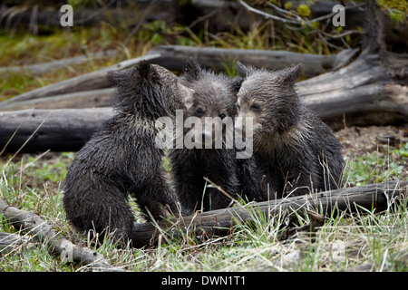 Tre Orso grizzly (Ursus arctos horribilis) cubs dell'anno, il Parco Nazionale di Yellowstone, Wyoming, Stati Uniti d'America Foto Stock