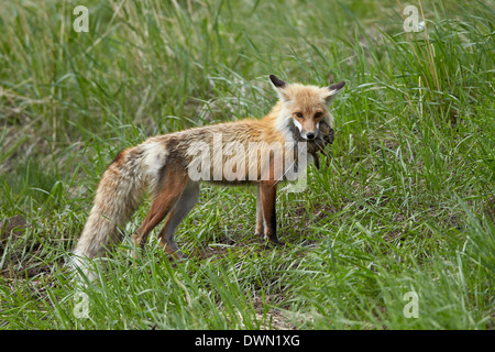 Red Fox (Vulpes vulpes) (Vulpes vulpes fulva) con la preda, il Parco Nazionale di Yellowstone, Wyoming negli Stati Uniti d'America, America del Nord Foto Stock