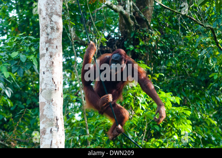 Orang-Utan (Pongo pygmaeus), Natura Semenggoh Riserva, Sarawak, Malaysian Borneo, Malaysia, Asia sud-orientale, Asia Foto Stock