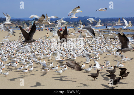 Sterne e gabbiani sulla Capitola Beach, Capitola City, Santa Cruz County, California, Stati Uniti d'America, America del Nord Foto Stock