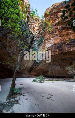 Cattedrale gola nel Parco Nazionale di Purmululu, sito UNESCO, Bungle Bungle Range di montagna, Australia occidentale, Australia Pacific Foto Stock