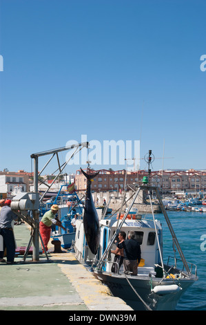 Lo sbarco di grande e prezioso Atlantic Tonni rossi a Tarifa, Andalusia, Spagna Foto Stock