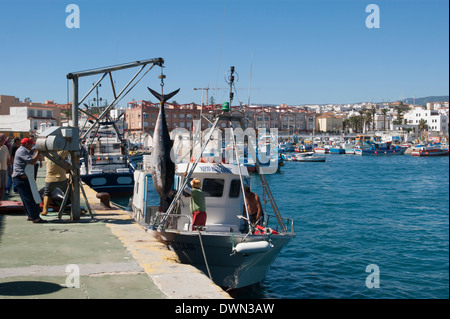 Lo sbarco di grande e prezioso Atlantic Tonni rossi a Tarifa, Andalusia, Spagna Foto Stock