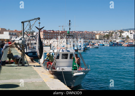 Lo sbarco di grande e prezioso Atlantic Tonni rossi a Tarifa, Andalusia, Spagna Foto Stock