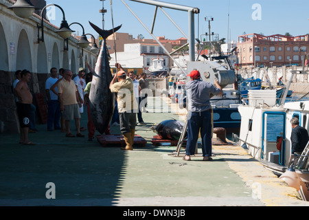 Lo sbarco di grande e prezioso Atlantic Tonni rossi a Tarifa, Andalusia, Spagna Foto Stock