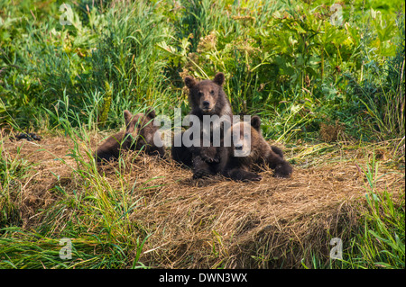 La Kamchatka l'orso bruno (Ursus arctos beringianus) cubs, Kurile lago, Kamchatka, Russia, Eurasia Foto Stock