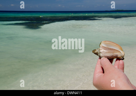 Belize, il Mare dei Caraibi, Wild Orchid Caye (aka Moho Caye). Piccola isola privata situata nel mare dei Caraibi lungo la barriera corallina. Foto Stock