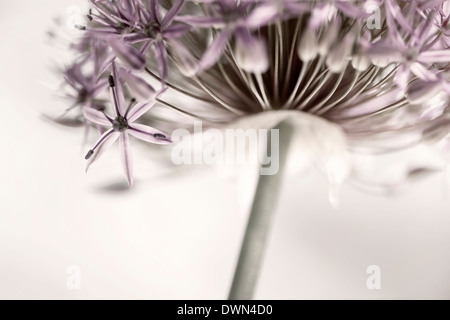 Primo piano della rosa e viola fioritura di cipolla testa di fiori da sotto Foto Stock