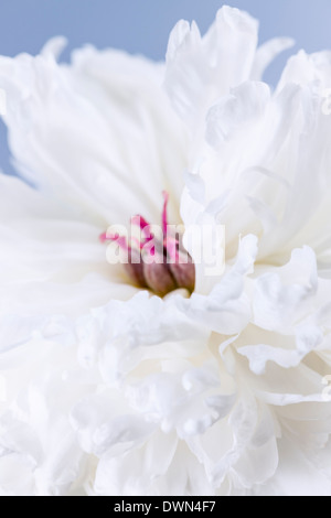 Studio di ripresa macro di bianco peonia fiore testa con focus su petali Foto Stock