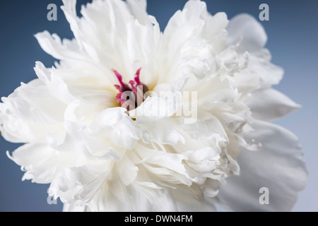 Studio closeup colpo di una peonia bianco fiore su sfondo blu Foto Stock