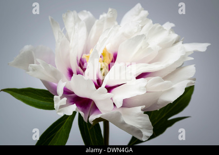 Studio closeup shot di uno bianco e viola peonia fiore su sfondo grigio Foto Stock