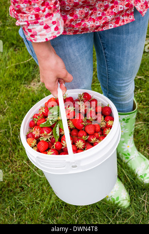 Donna che mantiene la benna di fragole appena raccolte su erba verde al di fuori in giardino Foto Stock