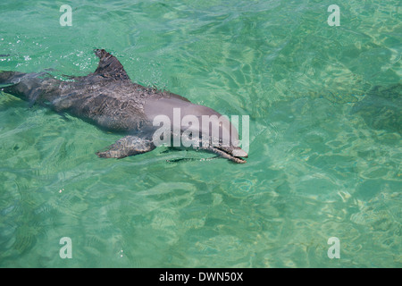 Honduras, dell Honduras Isole della baia, Roatan. Anthony's chiave, Bottlenose Dolphin (Tursiops truncatus) aka focena. Foto Stock