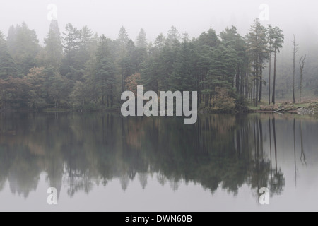 Foschia mattutina riflessioni su un autunno mattina a Tarn Hows, Parco Nazionale del Distretto dei Laghi, Cumbria, England, Regno Unito Foto Stock