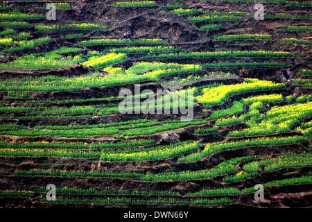 Wuyuan, Cina. Undicesimo Mar, 2014. Foto scattata il 11 marzo 2014 mostra lo scenario di cole fiori Huangling nel villaggio di Jiangwan Town nella contea di Wuyuan, Cina orientale della provincia di Jiangxi. Il cole campi di fiori rendono Wuyuan la reputazione del villaggio più bello in primavera. Credito: Shi Guangde/Xinhua/Alamy Live News Foto Stock