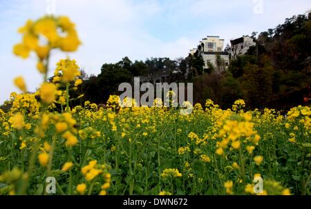 Wuyuan, Cina. Undicesimo Mar, 2014. Foto scattata il 11 marzo 2014 mostra lo scenario di cole fiori Huangling nel villaggio di Jiangwan Town nella contea di Wuyuan, Cina orientale della provincia di Jiangxi. Il cole campi di fiori rendono Wuyuan la reputazione del villaggio più bello in primavera. Credito: Shi Guangde/Xinhua/Alamy Live News Foto Stock