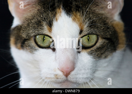 In prossimità di una gatta calico il viso e gli occhi Foto Stock