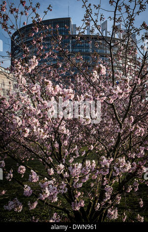 Strasburgo, BXL, Francia. Undicesimo Mar, 2014. Gli alberi fioriscono davanti al Parlamento europeo sede edificio di Strasburgo in Francia su 11.03.2014 © Wiktor Dabkowski/ZUMAPRESS.com/Alamy Live News Foto Stock