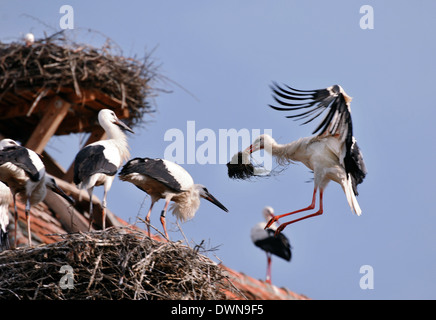 Stork terre sulla sommità del tetto nel nido e alimentato i suoi giovani Foto Stock