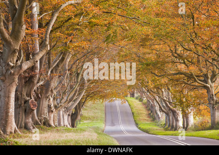 Il faggio avenue a Kingston Lacy in pieno colore di autunno, Dorset, England, Regno Unito, Europa Foto Stock