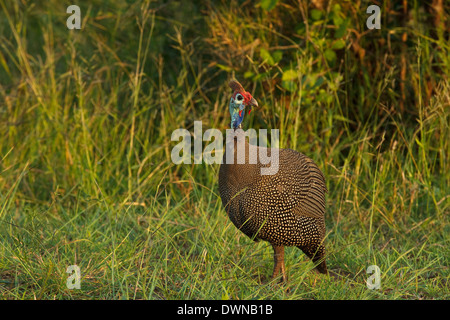 Helmeted Faraone (Numida meleagris), il Parco Nazionale Kruger Sud Africa Foto Stock