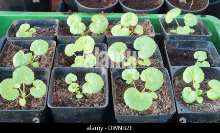Geranio o pelargonium piantine in plastica quadrato pentole, varietà F2 Paintbox Foto Stock