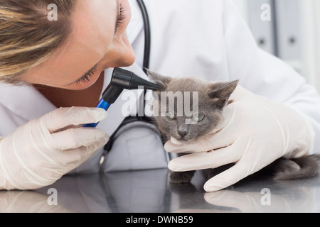 Vet esaminando orecchio di gattino Foto Stock