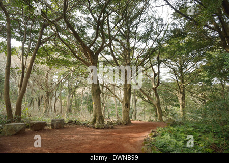 Noce moscata Forest park di Jeju Island, chiamato Bijarim in coreano Foto Stock