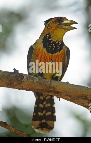 Crested Barbet (Trachyphonus vaillantii), il Parco Nazionale Kruger Sud Africa Foto Stock