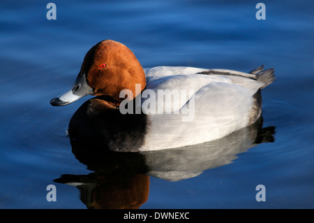 Pochard (Aythya ferina) maschio. Londra, Dicembre Foto Stock