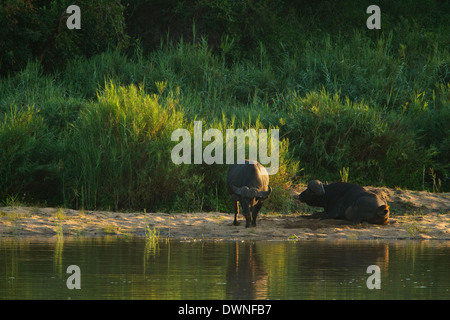 Due Paesi africani di bufala (Syncerus caffer) di appoggio nella luce del mattino a Sabie River Foto Stock