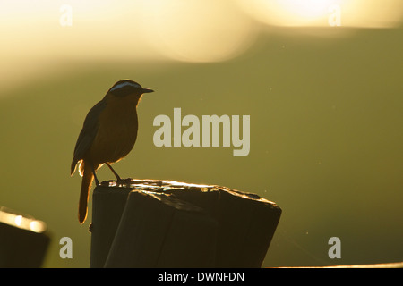 Bianco-browed Robin-Chat (Cossypha heuglini), retroilluminato nella luce del mattino Foto Stock