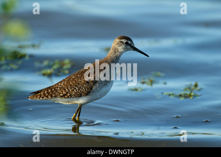 Wood Sandpiper (Tringa glareola), il Parco Nazionale Kruger Sud Africa Foto Stock