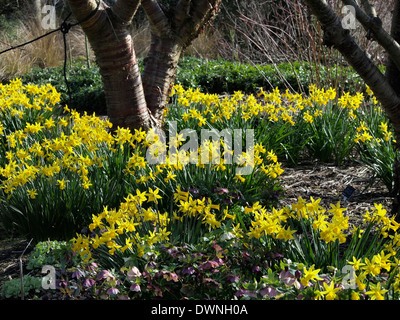 Giunchiglie (narcisi) naturalizzato tra alberi e arbusti un il Hillier Giardini in Hampshire fare un brillante spettacolo primaverile. Foto Stock