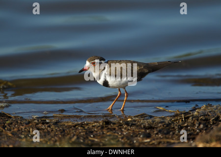 Tre-nastrare Plover (Charadrius tricollaris), il Parco Nazionale Kruger Sud Africa Foto Stock