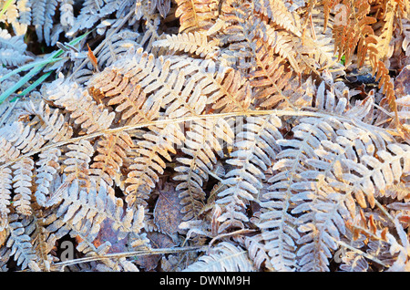 Frost-coperta di foglie di Bracken fern (Pteridium aquilinum), Baviera, Germania Foto Stock