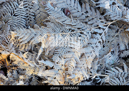 Frost-coperta di foglie di Bracken fern (Pteridium aquilinum), Baviera, Germania Foto Stock